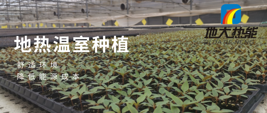發揮地熱資源優勢，地熱農業實現花卉產業特色發展 | 地大熱能 地熱服務全球